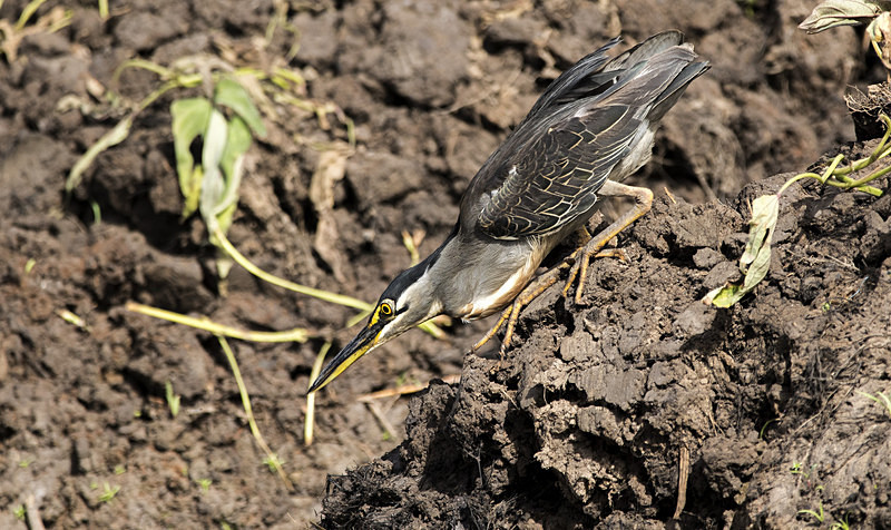 Green-backed Heron. - The Gambia 2018