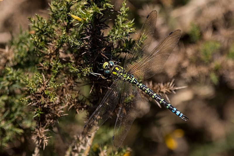 Southern Hawker. - Dragonflies and Damselflies