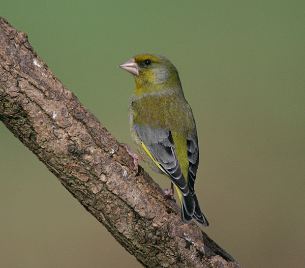 Greenfinch - Finches