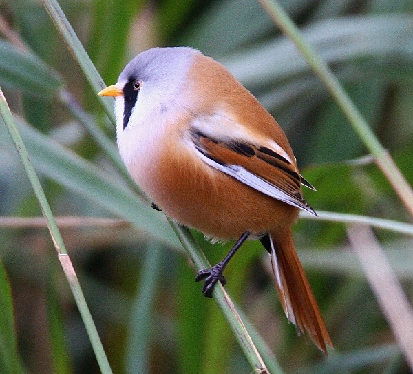 Bearded Tit - Bearded Tit