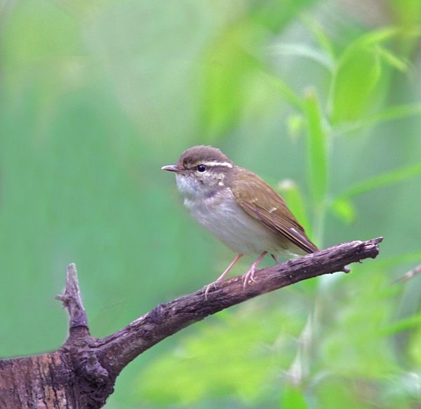 Pale Legged Leaf Warbler - China Birds