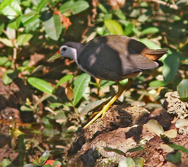 White Breasted Waterhen - Indian Birds