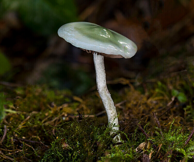 Blue Roundhead - Caps