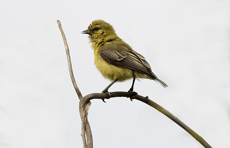 Yellow Penduline Tit. - The Gambia 2018