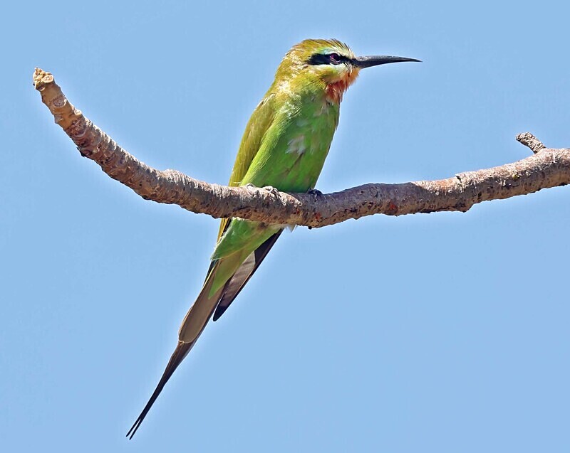 Blue Cheeked Bee Eater - The Gambia Januarry 2026