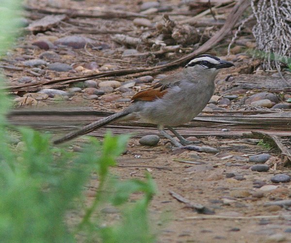 Black Crowned Chagra - Morocco Birds