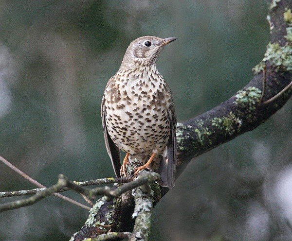 Mistle Thrush - Thrushes & Ouzels