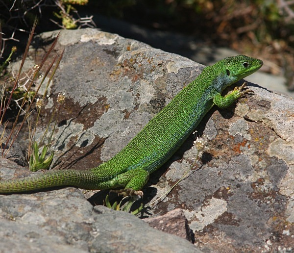 Balkan Green Lizard (Lesvos) - From around the world