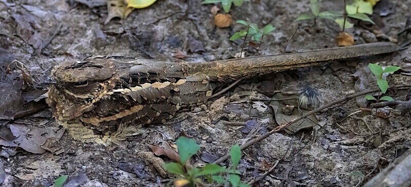 Long Tailed Nightjar - The Gambia Nov/Dec 2023
