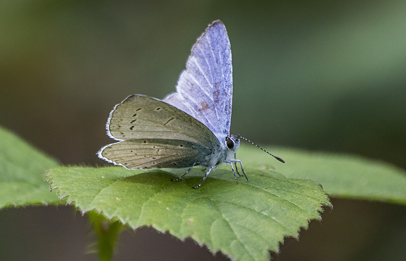 Holly Blue - Butterflies
