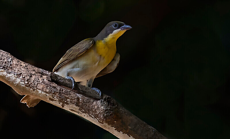 Greater Honeyguide, juvenile - The Gambia Nov/Dec 2023