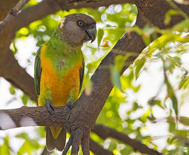 Senegal Parrot - The Gambia Nov/Dec 2023