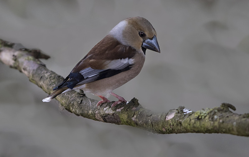 Female Hawfinch - Finches
