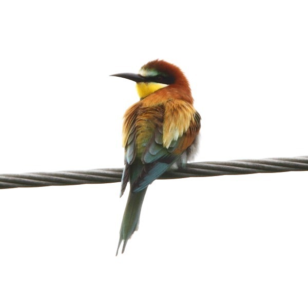 European Bee Eater - Norfolk, Spring 2012