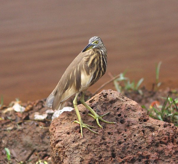 Indian Pond Heron - Indian Birds