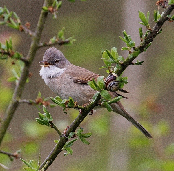 Whitethroat - Warblers