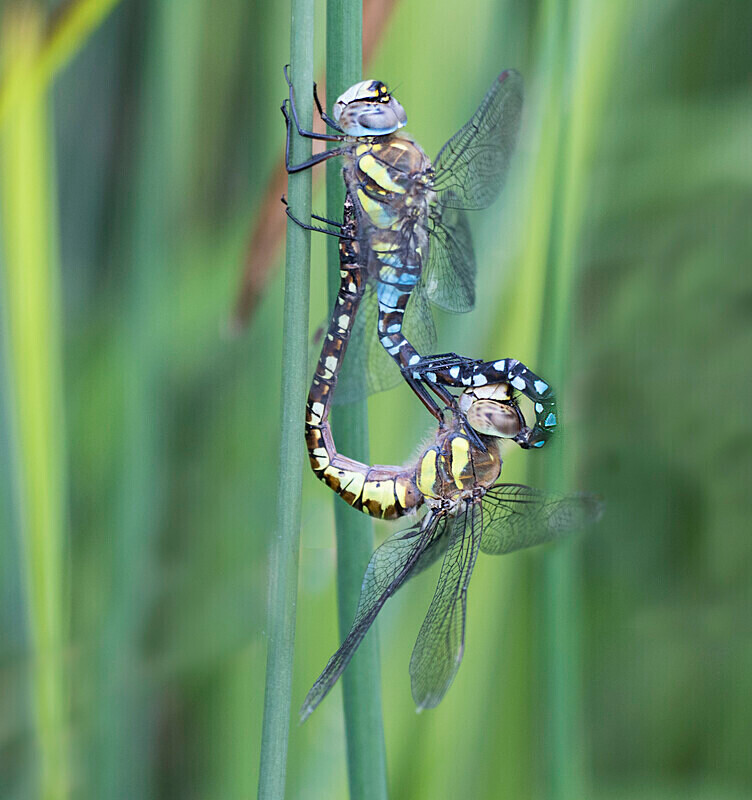 Migrant Hawkers. - Dragonflies and Damselflies