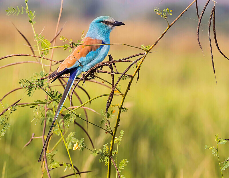 Abyssinian Roller - The Gambia Nov/Dec 2023