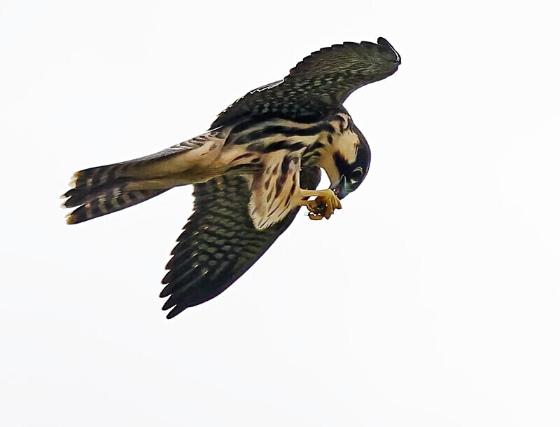 Hobby - Owls, Raptors, Corvids & Doves