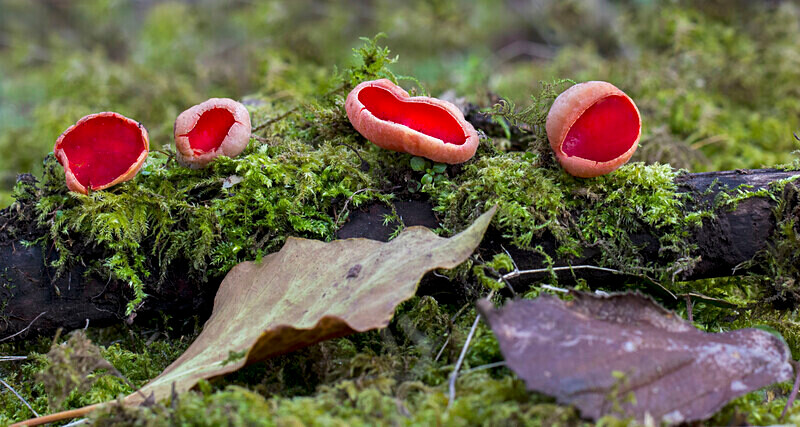 Scarlet Elf Cup - Cups