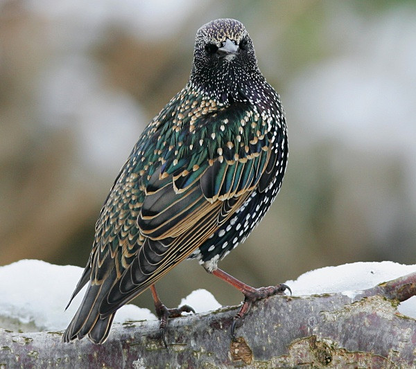 Starling - Chats, Sparrows & Starlings
