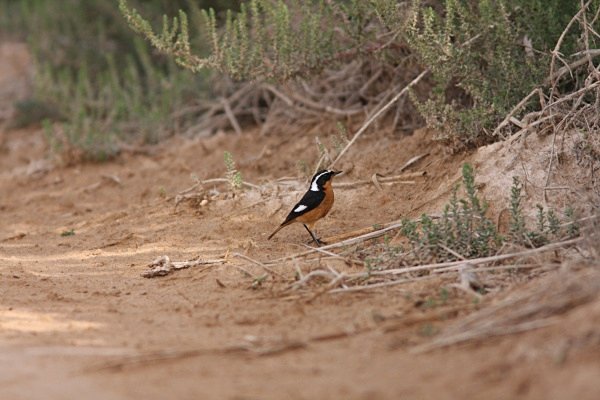 Mousiers Redstart - Morocco Birds