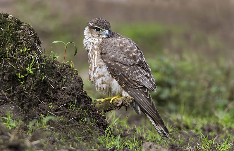 Female Merlin - Owls, Raptors, Corvids & Doves