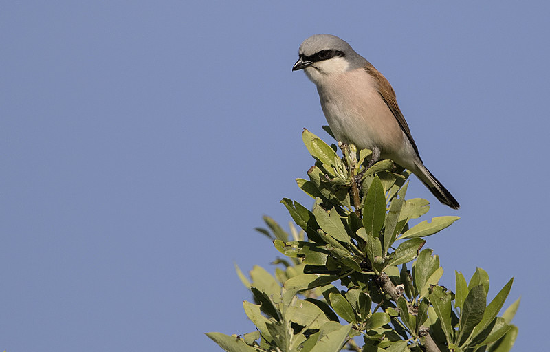 Red Backed Shrike - Lesvos 2015