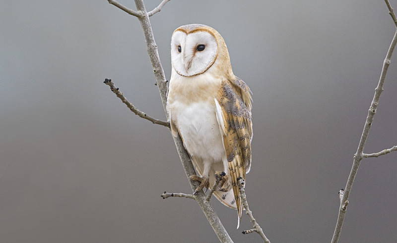 Barn Owl - Owls, Raptors, Corvids & Doves