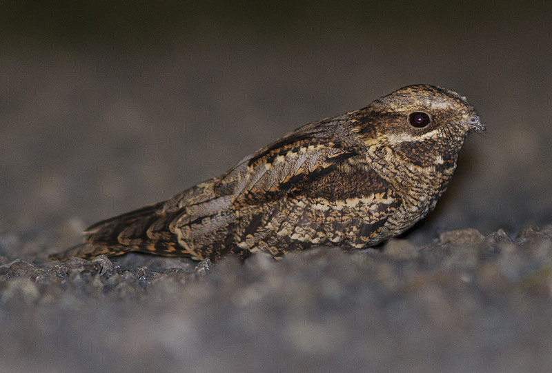 Nightjar - Nightjars