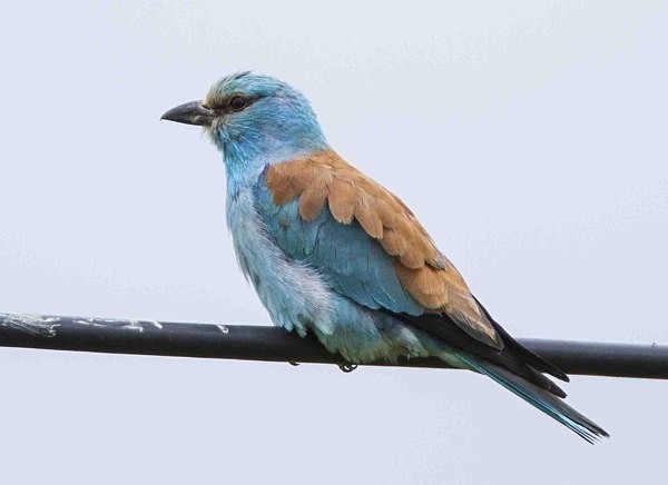 European Roller - Extremadura, Spain