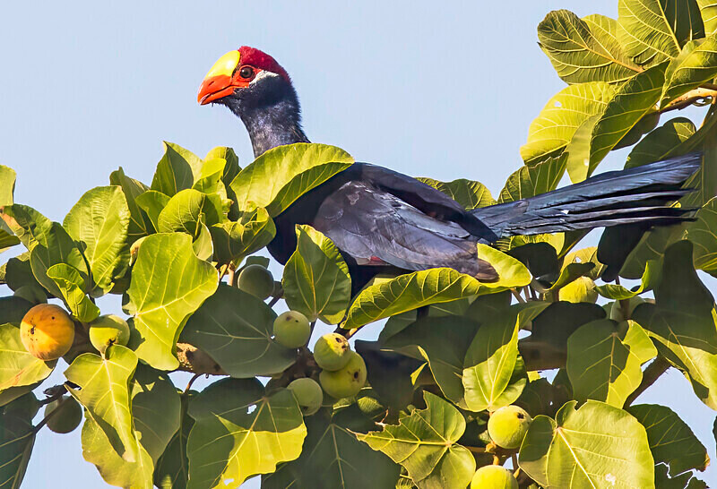 Violet Turaco - The Gambia Nov/Dec 2023