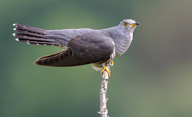 Male Cuckoo - Cuckoos