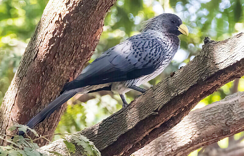 Wesern Grey Plantain Eater - The Gambia Nov/Dec 2023