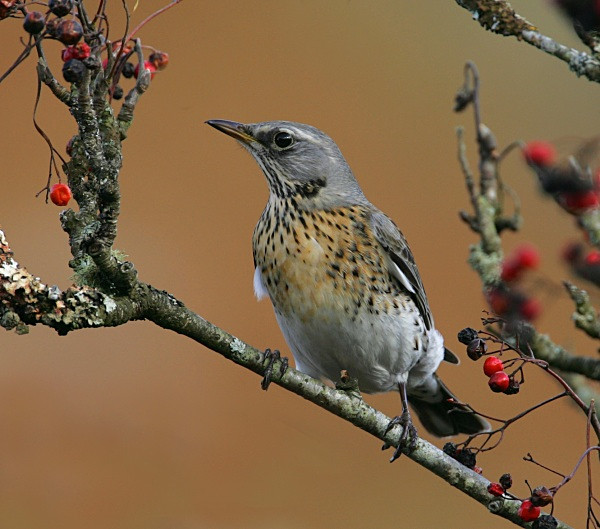 Fieldfare - Thrushes & Ouzels