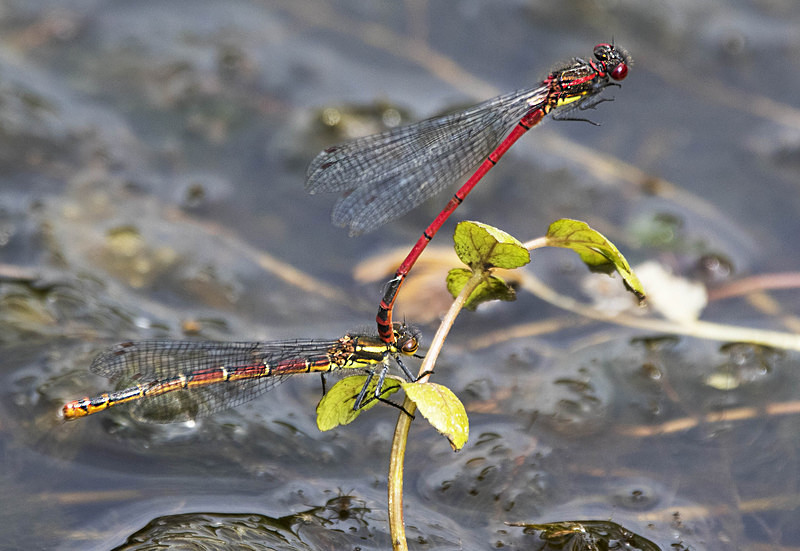 Large Red Damselflies. - Dragonflies and Damselflies