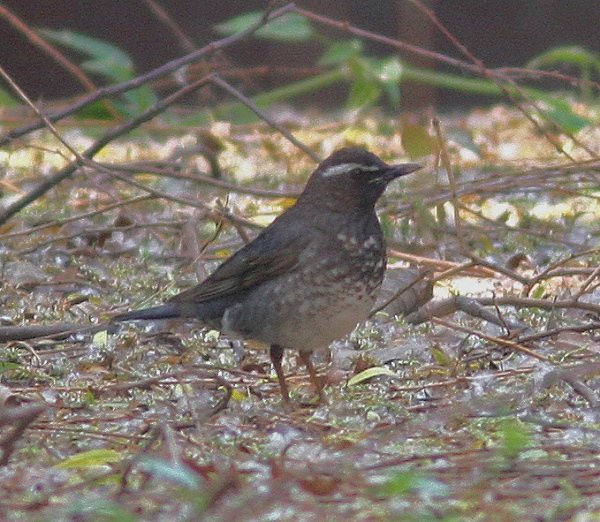Male Siberian Thrush - China Birds