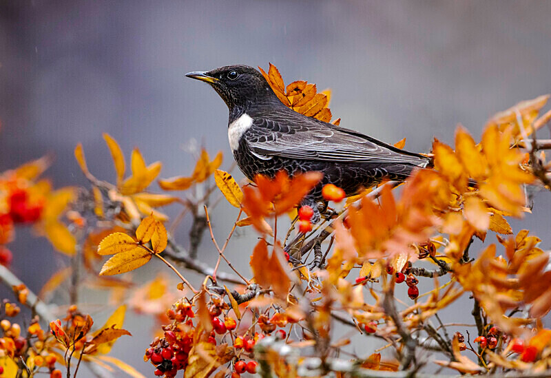 Ring Ouzel - Ring Ouzels