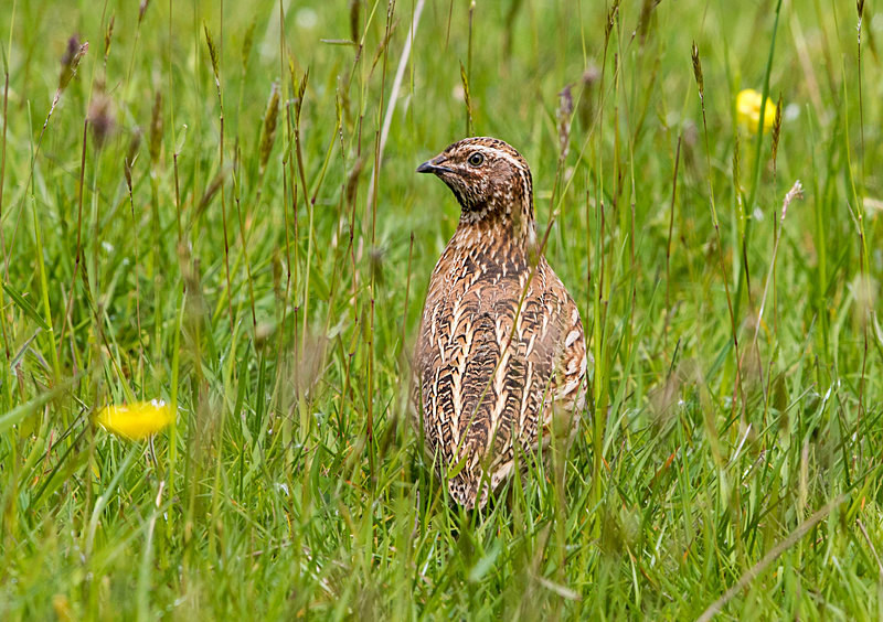 Common Quail. - Common Quail