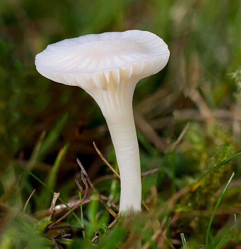 Snowy Waxcap - Waxcaps