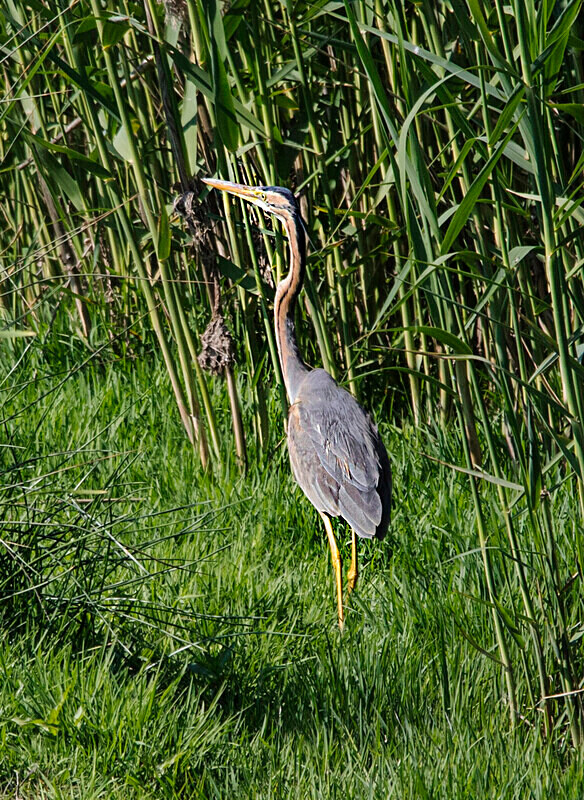 Purple Heron - Lesvos May 2022