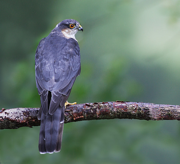 Sparrowhawk - Middlewood Nature Reserve