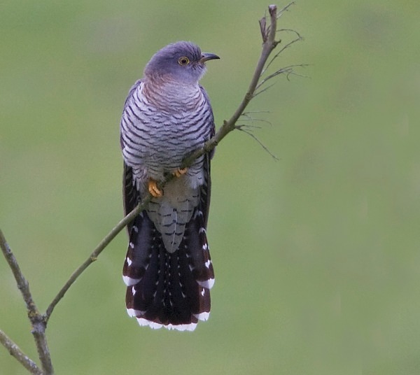 female cuckoo sound mp3