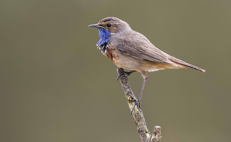 Male Bluethroat - Netherlands 2016