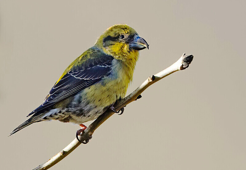 Crossbill - Crossbills