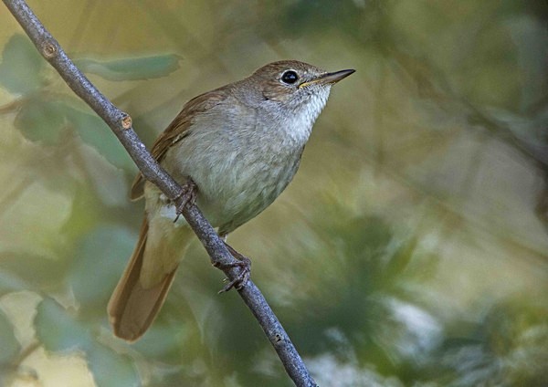 Nightingale - Extremadura, Spain