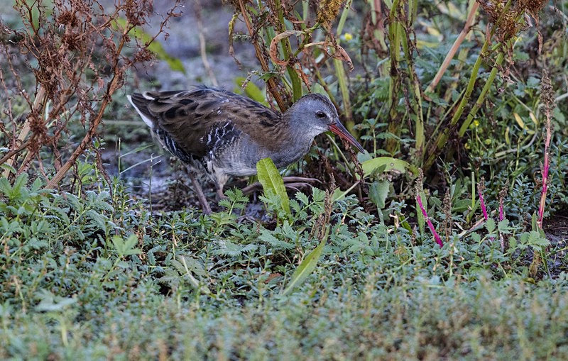 Water Rail - Norfolk Autumn 2016