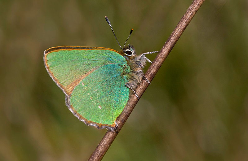 Green Hairstreak. - Butterflies