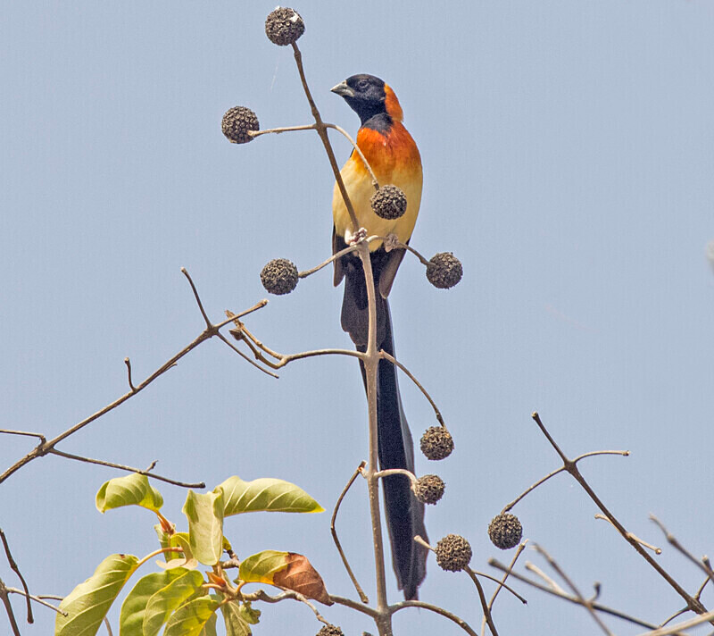 Africam Paradise Whydah - The Gambia Nov/Dec 2023