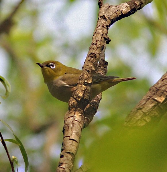 Chesnut Flanked White eye - China Birds